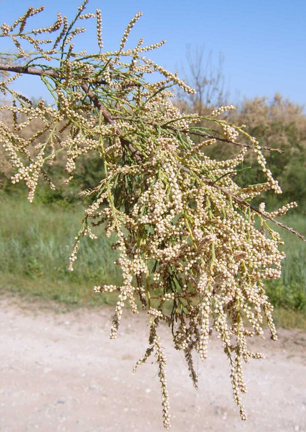 Tamarix cfr. gallica  (Caryophyllales - Tamaricaceae)